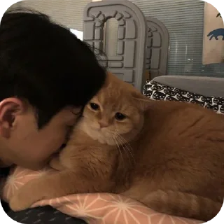 Sticker 🐱 Butterfly 🦋 :: @glxssyybutterflyy