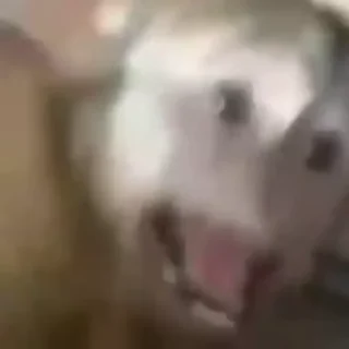 Video sticker 🐵 ChanG0zz :: @fStikBot