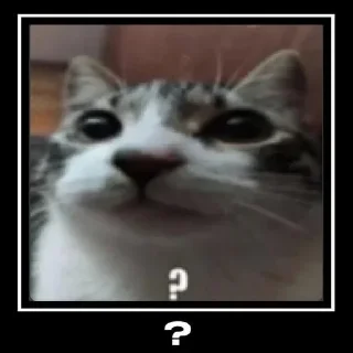 Video sticker 🤨 Nuko good