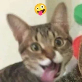 Video sticker 😛 Nuko good