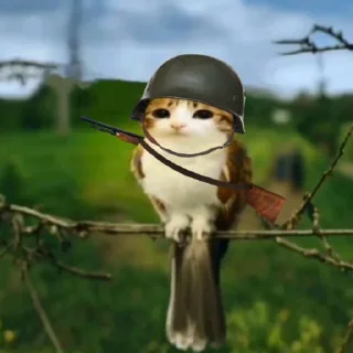 Telegram sticker 🤩 Птичкоо @MoiStikiBot