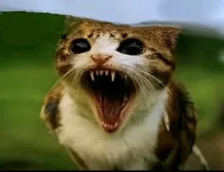 Video sticker 🤩 Птичкоо @MoiStikiBot