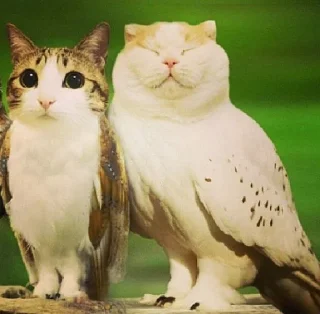 Sticker 🤩 Птичкоо @MoiStikiBot