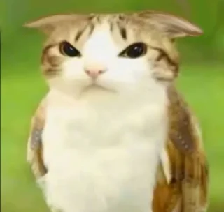 Telegram sticker 🤩 Птичкоо @MoiStikiBot