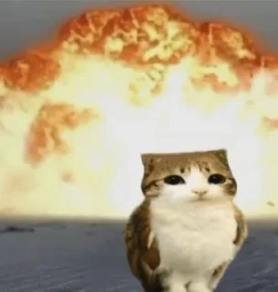 Video sticker 🤩 Птичкоо @MoiStikiBot