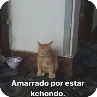 Sticker 🐱 Weas raras de Alex 2