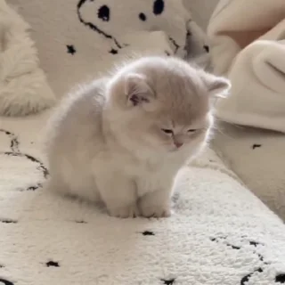 Video sticker 🐾 Cat 5 , @Wallgif
