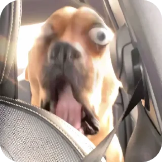 Telegram sticker 🐶 Больше стиков тут: @stikery4