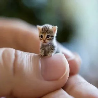 Телеграм стикер 🐱 Ribeiro que sabe (nada)