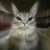 Video sticker 🫨 Funni cat @koti_gray