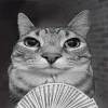Video sticker 🧐 Funni cat @koti_gray