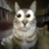 Video sticker 😳 Funni cat @koti_gray