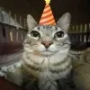 Video sticker 🥳 Funni cat @koti_gray