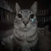 Video sticker 😭 Funni cat @koti_gray