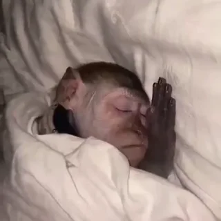 Video sticker 🥱 Больше стикеров тут: @stikery_emodzi_memy