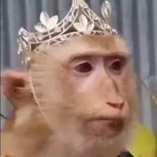 Video sticker 👑 Больше стикеров тут: @stikery_emodzi_memy