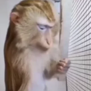 Video sticker 🌟 Больше стикеров тут: @stikery_emodzi_memy