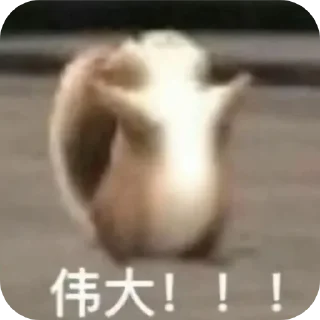 Video sticker 👍 zaochuanqiu