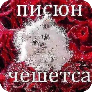 Telegram sticker 😻 Больше стиков тут: @stikery4