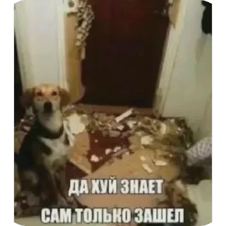 Telegram sticker 🐶 Больше стиков тут: @stikery4