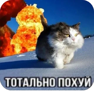 Video sticker 🐱 Больше стиков тут: @stikery4