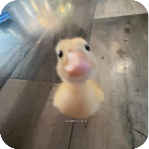 Telegram sticker 🐦 Pookie🎀?