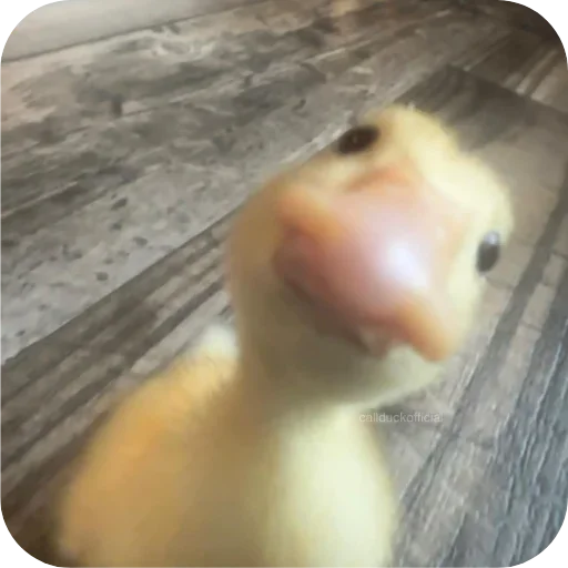 Telegram sticker 🙃 Pookie🎀?