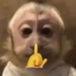 Telegram sticker 🤫 Gato :: @fStikBot