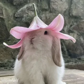 Telegram sticker 🐰 - ᗷY @ahMshY 𓉮 . Bunny 🐰