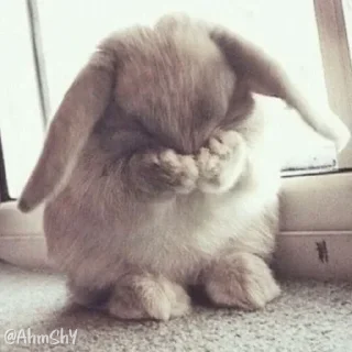 Telegram sticker 🐰 - ᗷY @ahMshY 𓉮 . Bunny 🐰