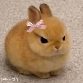 Video sticker 🐰 - ᗷY @ahMshY 𓉮 . Bunny 🐰