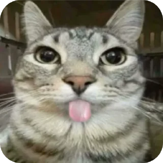 Telegram sticker 😏 HAN: cats