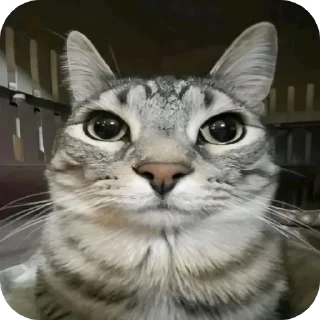 Telegram sticker 🙂 HAN: cats