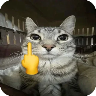 Telegram sticker 🖕 HAN: cats