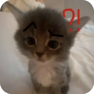 Video sticker 🧐 HAN: cats