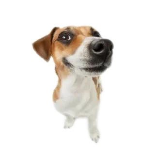 Sticker 🐶 Больше стиков тут: @stikery4