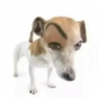 Telegram sticker 🐶 Больше стиков тут: @stikery4