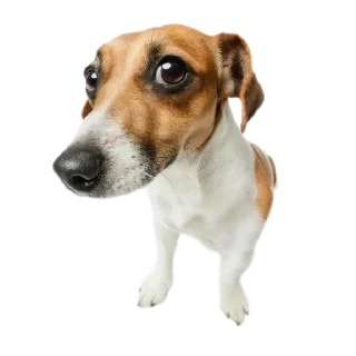 Video sticker 🐶 Больше стиков тут: @stikery4