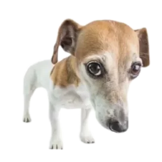 Video sticker 🐶 Больше стиков тут: @stikery4