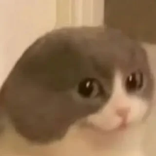 Video sticker 🌚 patrick's