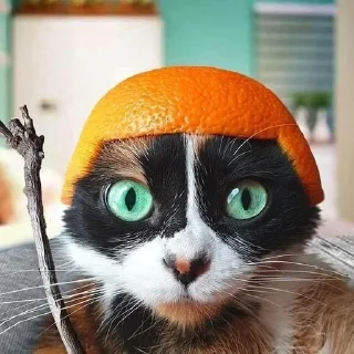 Telegram sticker 🍊 Вбити всіх анімешок