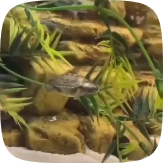 Video sticker 🌟 Больше стиков тут: @stikery4