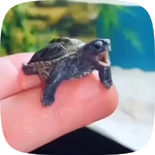 Video sticker 🌟 Больше стиков тут: @stikery4