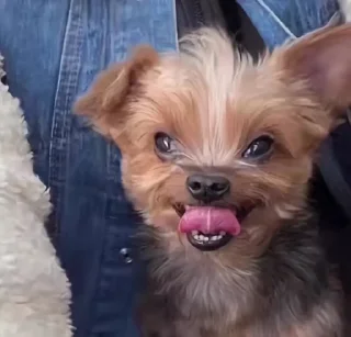 Телеграм стикер 🤩 . @TgEmodziBot