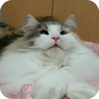 Sticker 🌟 Комару @Hamster_Criminal_Komar :: @fStikBot