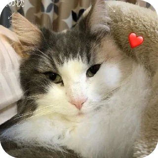 Video sticker 😁 Комару @Hamster_Criminal_Komar :: @fStikBot