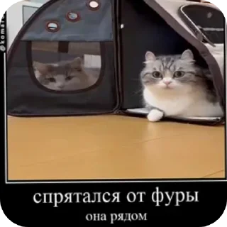Video sticker 🐱 Комару @Hamster_Criminal_Komar :: @fStikBot