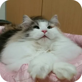 Telegram sticker 🐱 Комару @Hamster_Criminal_Komar :: @fStikBot