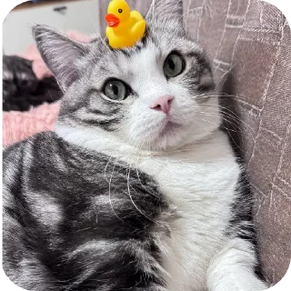 Telegram sticker 🐱 Комару @Hamster_Criminal_Komar :: @fStikBot