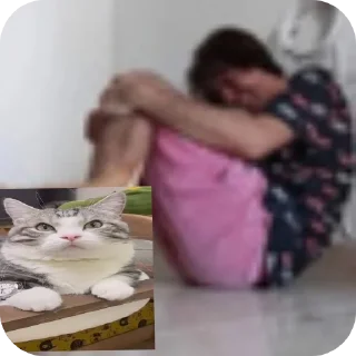 Video sticker 🐱 Комару @Hamster_Criminal_Komar :: @fStikBot